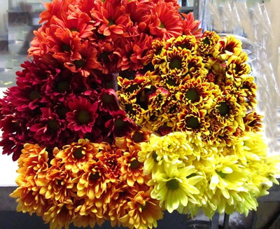 Mozette Exotic chrysanthemum Seed(11 per packet)