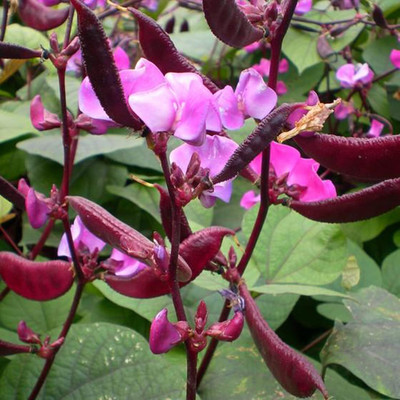 KNESSiN Hyacinth Bean Purple Seed(400 per packet)
