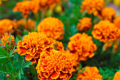 mahakal collection marigold/gende ka phool flower seeds Seed(75 per packet)