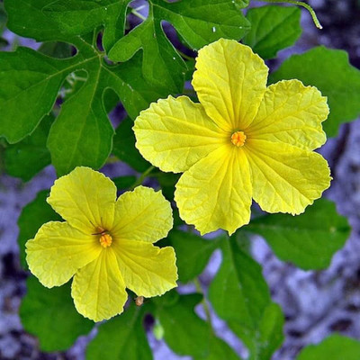 BDSresolve Original Bitter gourd seeds PACK OF 24 Seed(24 per packet)