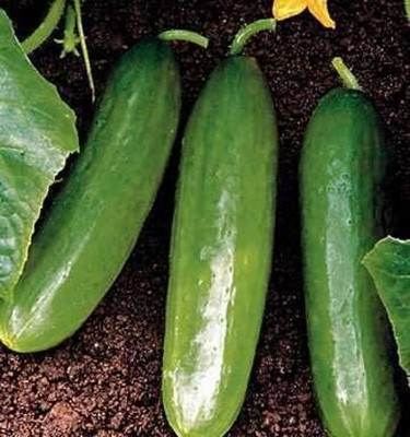 Qualtivate HYB-7A Diva Cucumber Tender and Delicious Seed(300 per packet)