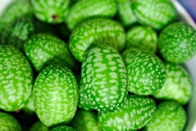 Qualtivate PUAS-5A Cucamelon Mexican Mini Watermelon Seed(100 per packet)