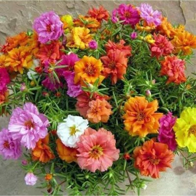 ibains Hybrid moss rose seeds Seed(17 per packet)