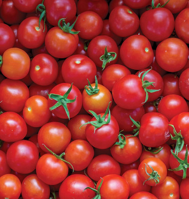 KNESSiN Heat Tolerant Super Sweet 100 Tomato Seeds for Home Gardening - (1000 Seeds) Seed(1000 per packet)