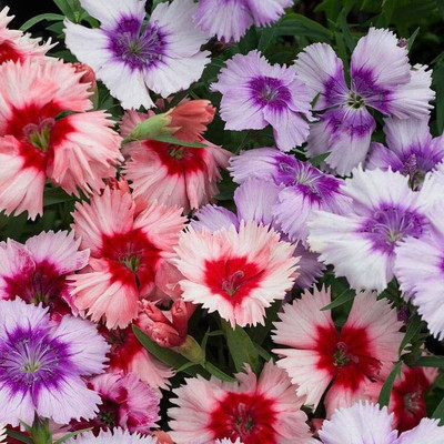 Lorvox Sweet William- Herald of Spring Seed(30 per packet)