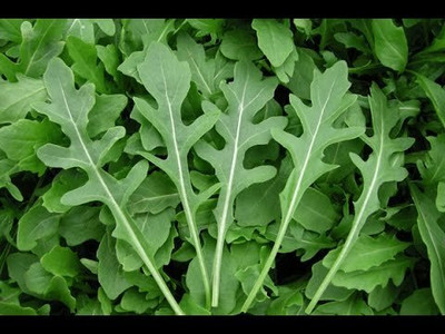 XOLDA Organic rocket herb Seed(24 per packet)