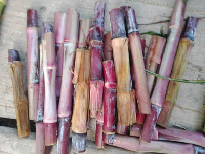 ADIAGRI AUSTRALIAN RED NAPIER MULTICUT GRASS STICKS SEED Seed(10 per packet)