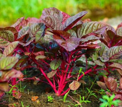 Arshiayat F1 hybrid lal saag seeds vegetable, Red amaranthus Seeds, Lal Saak Seed(500 per packet)
