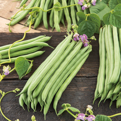TANCES Organic Climbing French Bean Cobra Seed(50 per packet)