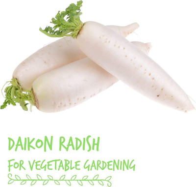 VibeX LX-64 - Daikon Radish - (2250 Seeds) Seed(2250 per packet)