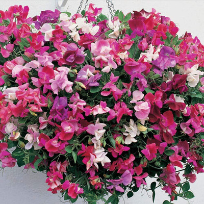 Aywal Sweet Peas Flower Seed(100 per packet)