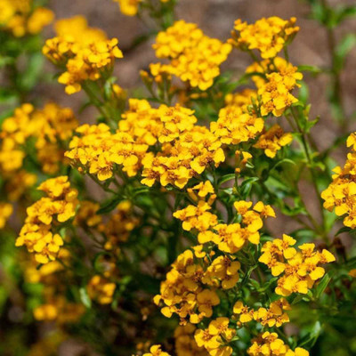 CYBEXIS VXI-2 - Sweet Licorice Marigold - (250 Seeds) Seed(250 per packet)