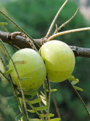 Flipkart SmartBuy Amla Fruit Seed(20 per packet)