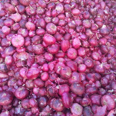 KNESSiN Onion Allium Cepa Seed(200 per packet)