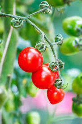 XOLDAA hybrid f1 quality tomato seeds Seed(50 per packet)