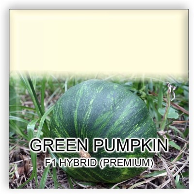 VibeX ® LXI-265 Pumpkin F1 Hybrid Imported Seeds Seed(50 per packet)