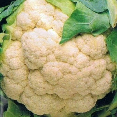 KNESSiN LAX-14 Cauliflower Autumn Giant Seed(500 per packet)