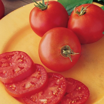 Quentova Long-Keeper Tomato 10gm Seeds Seed(4000 per packet)