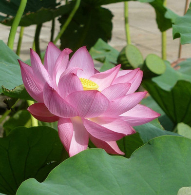 VibeX NDIR-51 - Water Lily Flower - (30 Seeds) Seed(30 per packet)