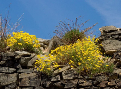 CYBEXIS Flowers - Alyssum Golden Queen Seed(1 g)