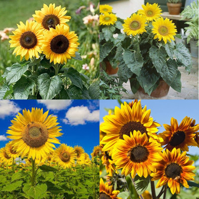 ibains Mini sunflower seeds for planting bij 32 Seed(32 per packet)