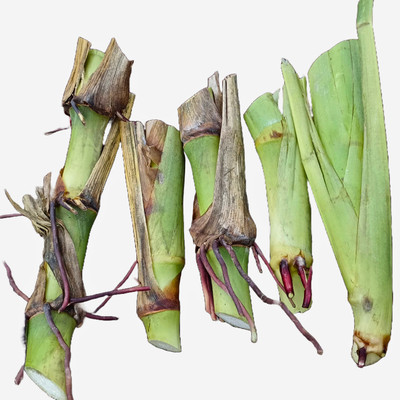 N.G.M. AGROCARE N.G.M.AGROCARE American Guatemala/5g Napier Multi-Cut Mother Grass Stick Seed(50 per packet)