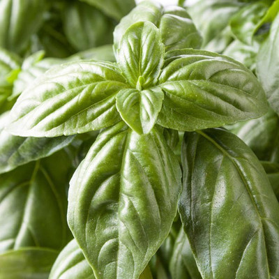 VibeX ® XXL-4 Nufar Hybrid Basil Seeds Seed(1000 per packet)