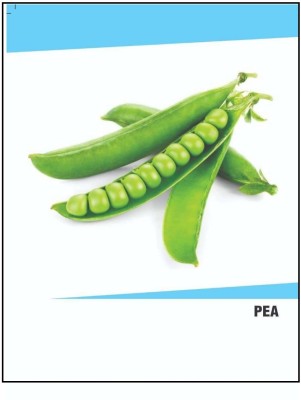 CYBEXIS Hybrid Pea Seeds(250 Seeds) Seed(250 per packet)