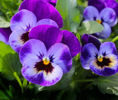 Aywal Pansy Swiss Gaint Seed(60 per packet)