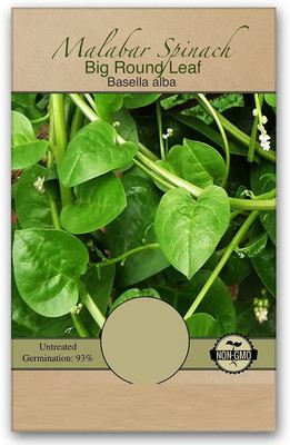 CYBEXIS PAU-45 - Malabar Spinach - (2250 Seeds) Seed(2250 per packet)