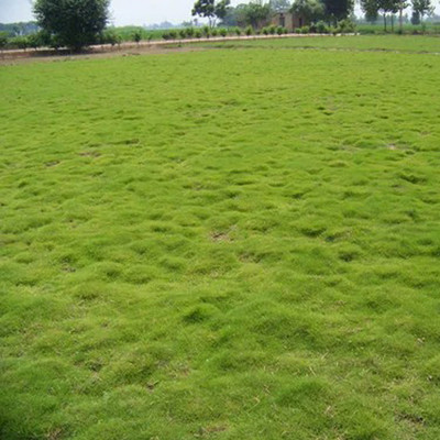 SREE Lawn Grass Seed, Maxican Grass For Garden & Playground, Grass Seed(15000 per packet)