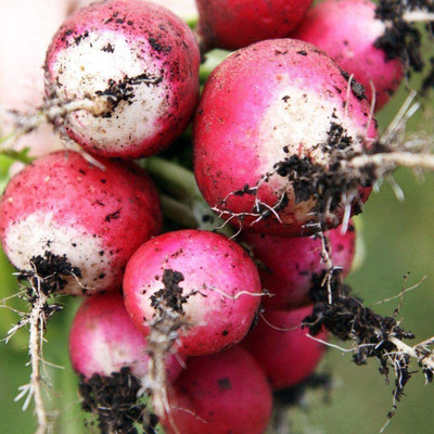WILLVINE XLL-429 Sparkler White Tip Radish Seeds Seed(500 per packet)