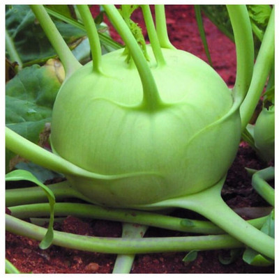 the green dotcom Fresh VNR Knol-Khol Vegetable Hybrid Quality Seed(50 per packet)