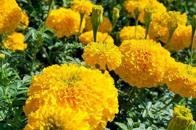 LASMA marigold,gende ka phool seeds Seed(22 per packet)