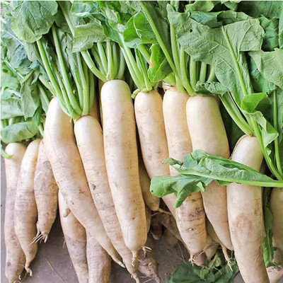 Arshiayat Radish, Mooli Seed(310 per packet)