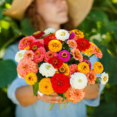 UGRA Zinnia - Pumila Seed(30 per packet)