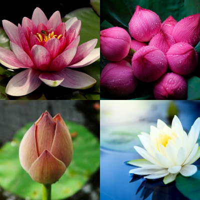 ibains White lotus seeds biij 24 Seed(24 per packet)