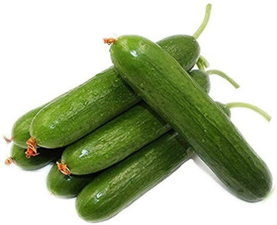 CYBEXIS Green Cucumber Seeds Vegetable Garden500 Seeds Seed(500 per packet)
