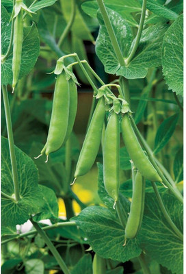Aywal SUGAR BON SNAP PEA Seed(250 per packet)