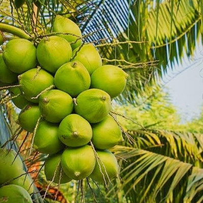 SHYAM Yield Rare Dwarf HybridGreen Coconut Fruit Tree Seed(1 per packet)