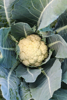 SM PLUS white cauliflower,gobhee seeds Seed(10 per packet)
