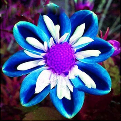 WILLVINE HUA-113 Rare Blue and White Point Dahlia Seeds Seed(50 per packet)