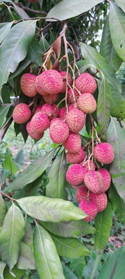 MAA LITCHI,LICHEE,LYCHEE Seed(11 per packet)