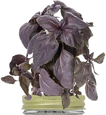 Qualtivate PUAS-23 Basil Red Rubin Seeds Seed(1000 per packet)