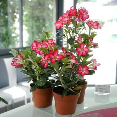 Qualtivate LXI-434 High Germination Rate Desert Rose -Adenium Seed(30 per packet)