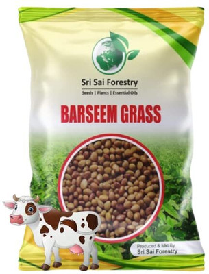 SRI SAI FORESTRY BARSEEM GRASS SEEDS - KING OF FODDER GRASS Seed(1000 per packet)