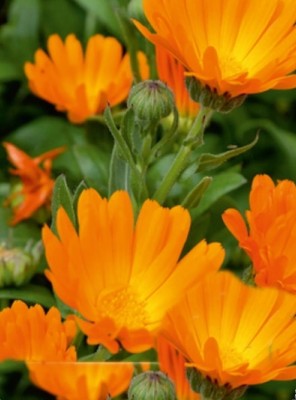 Quentova Orange Calendula-XII Seed(40 per packet)