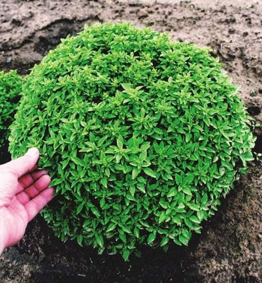 Qualtivate PAU-37 Spicy Globe Basil (ocimum basilicum Minimum) Seed(1000 per packet)