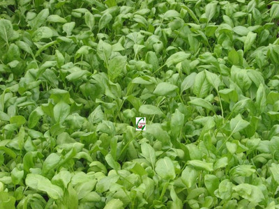 KNESSiN Seeds of Hybrid Spinacia Oleracea Leaf Rich Palak-{800 Seeds} Seed(800 per packet)