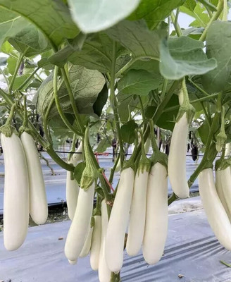 Jui White Brinjal, Safed Baingan, Sada Begun Seed(222 per packet)